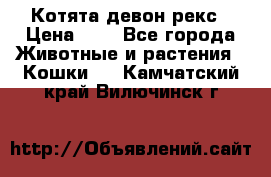 Котята девон рекс › Цена ­ 1 - Все города Животные и растения » Кошки   . Камчатский край,Вилючинск г.